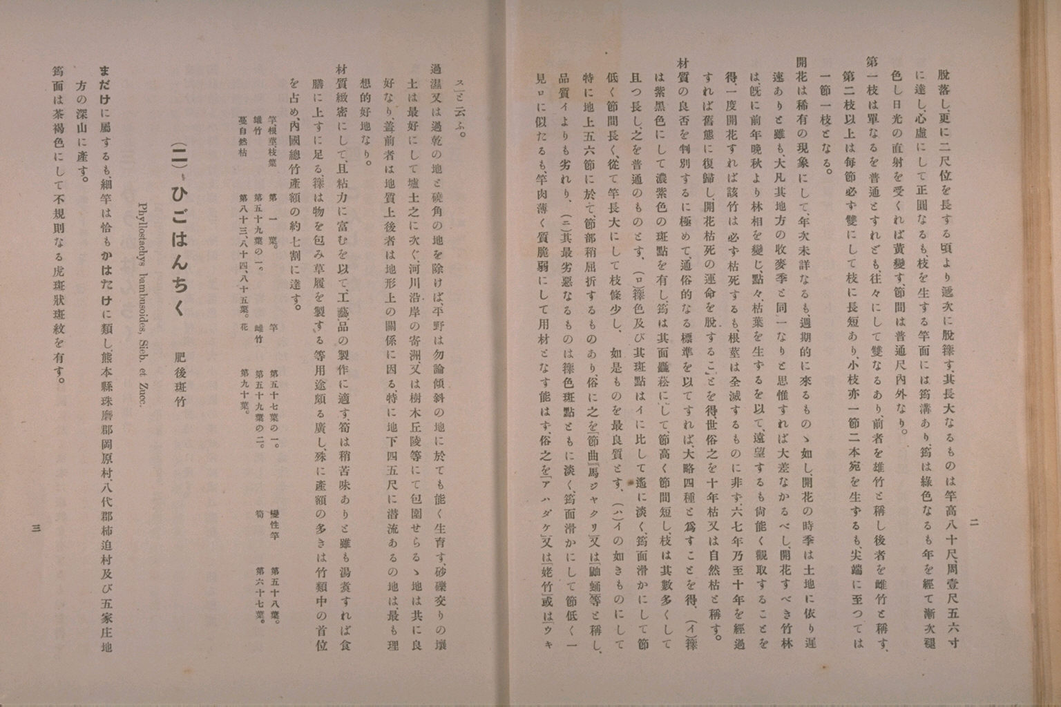 坪井竹類図譜