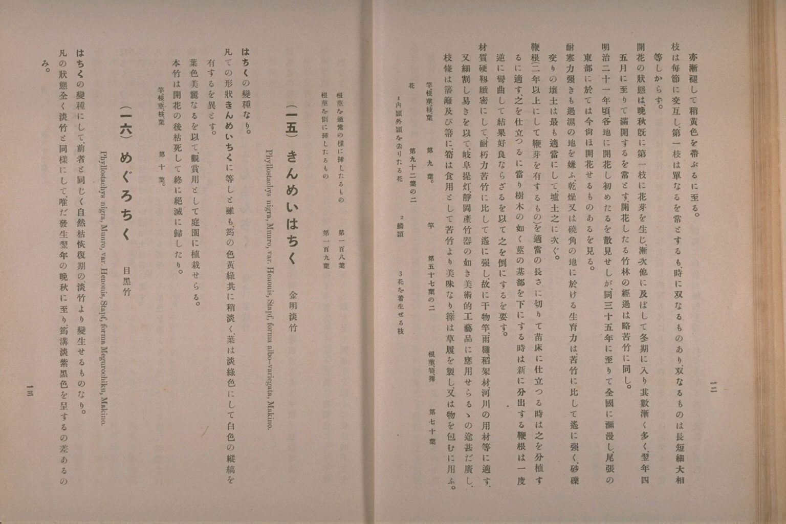 竹類図譜　坪井伊助 坪井竹類図譜
