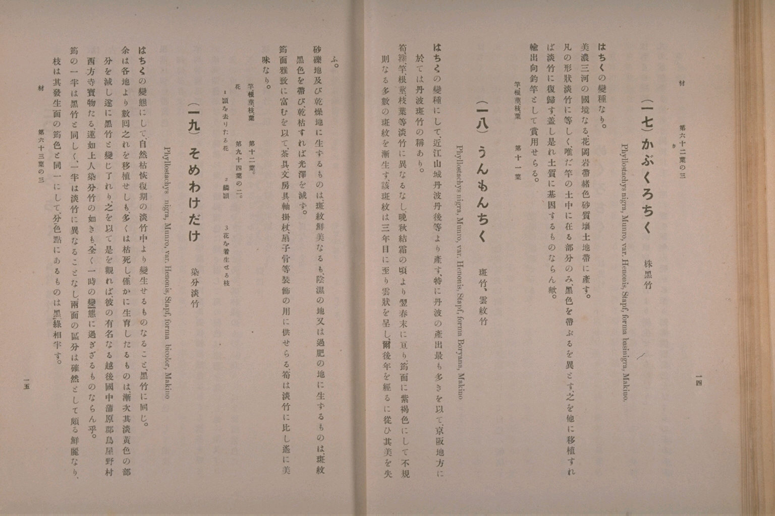 坪井竹類図譜 坪井竹類図譜