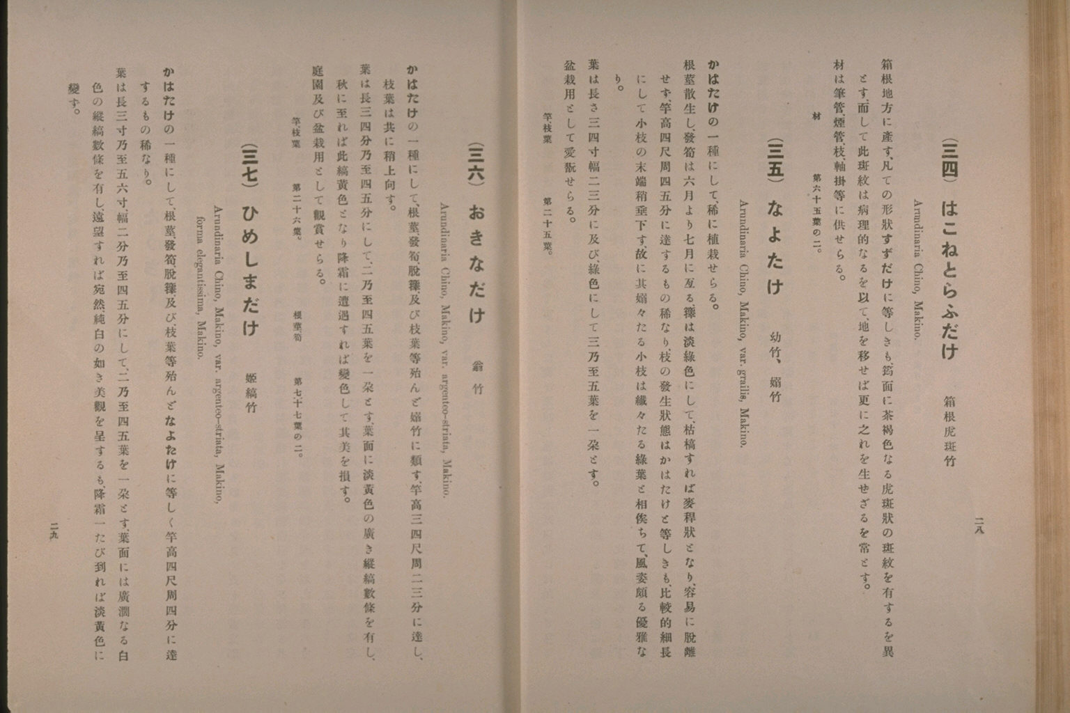 竹類図譜　坪井伊助 坪井竹類図譜