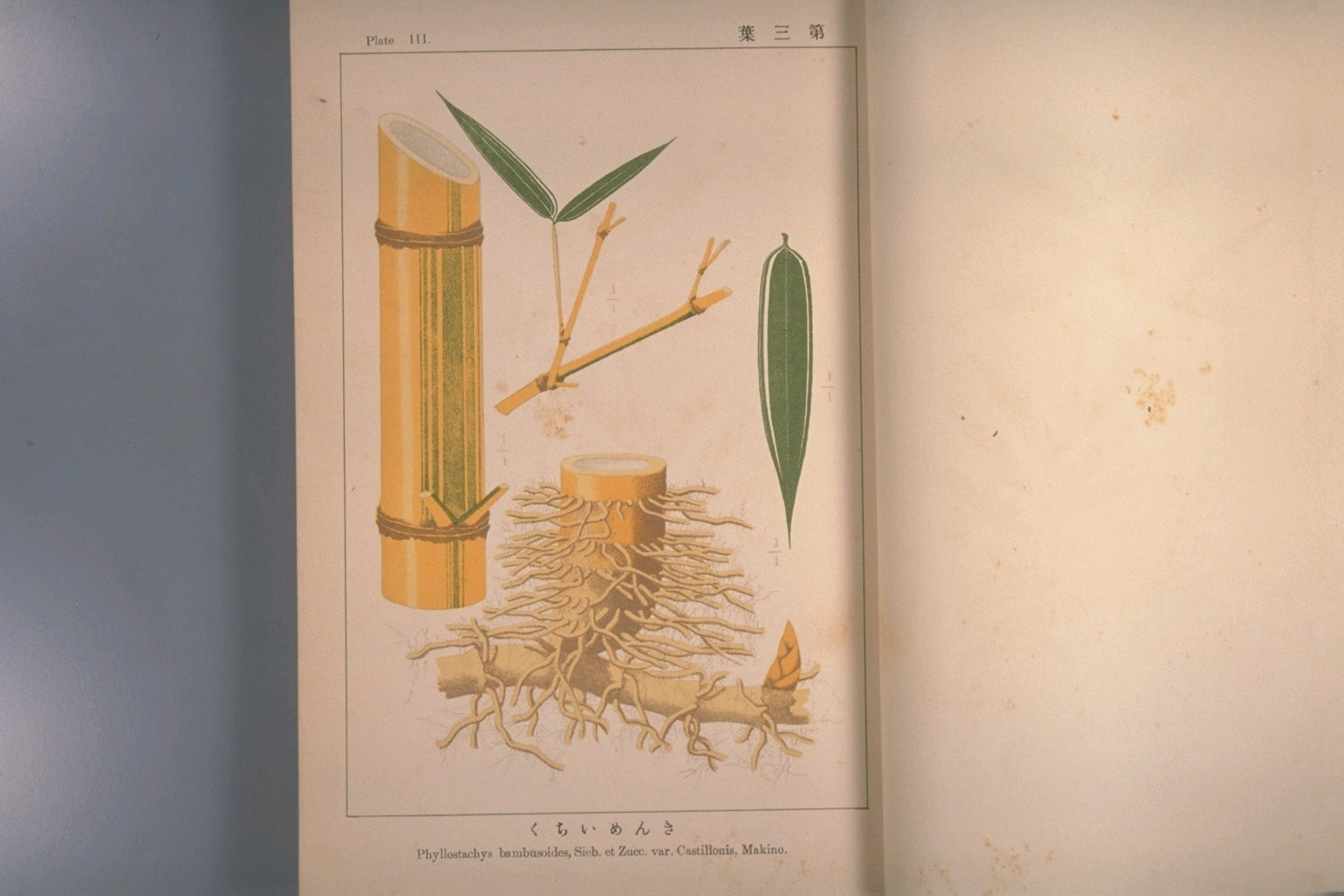 中古】 坪井竹類図譜 (1977年) 坪井伊助竹類図譜解説共 復刻版